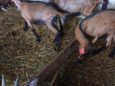 KOZE,JARICE ,JARIĆI,JARČEVI ALPINA MLIJEČNE