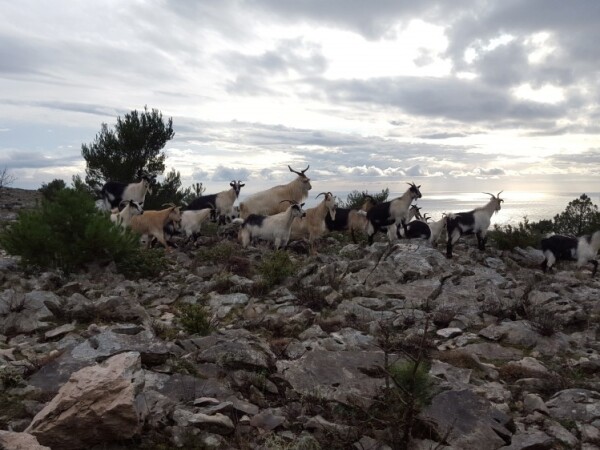 hrvatska šarena koza