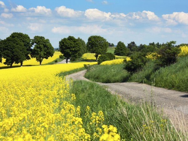 Clearfield® - Sustav proizvodnje uljane repice