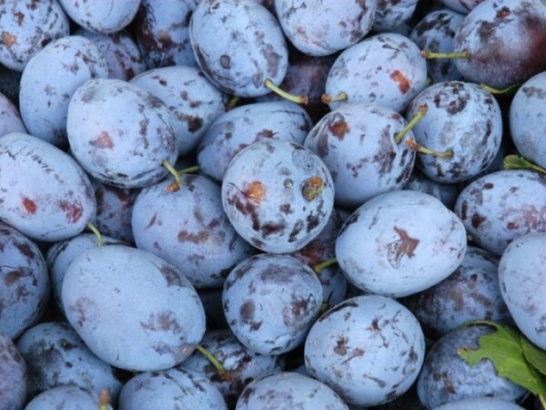 Šljive za rakiju i pekmez