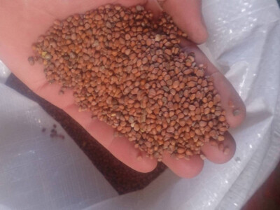 Uljana rotkva, Rauola