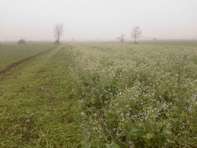 Uljana rotkva, Rauola
