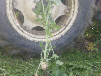 Uljana rotkva, Rauola