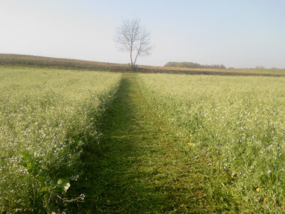 Uljana rotkva, Rauola