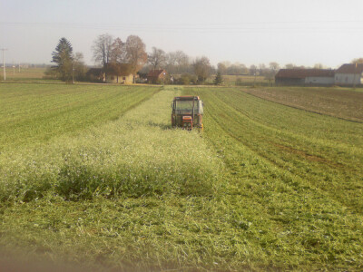 Uljana rotkva, Rauola