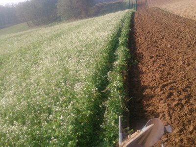 Uljana rotkva, Rauola