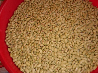 Prodajem zeleni grah