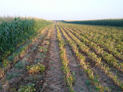 Prodajem zeleni grah