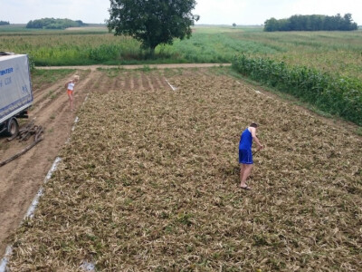 Prodajem zeleni grah