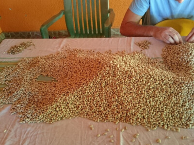 Prodajem zeleni grah