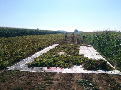 Prodajem zeleni grah