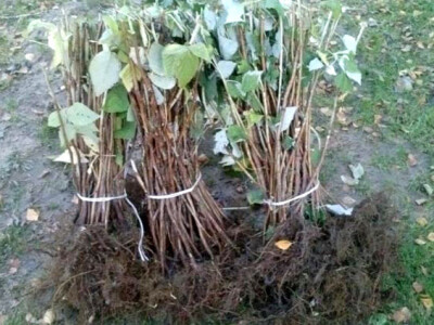 Sadnice maline i kupine