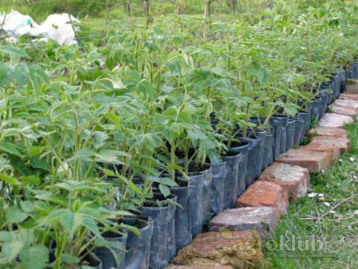 Sadnice maline i kupine