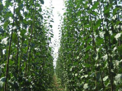 VOCNE I LOZNE SADNICE