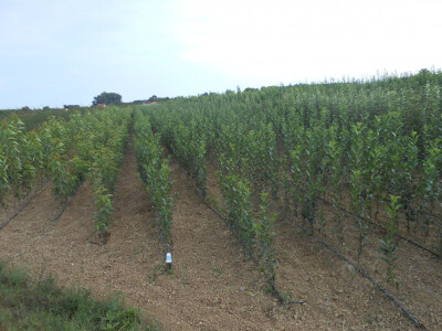 VOCNE I LOZNE SADNICE