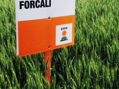 KWS FORCALI - Sorta ozime pšenice