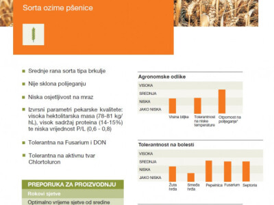 KWS FORCALI - Sorta ozime pšenice