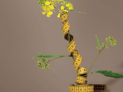 GORDON KWS - hibrid uljane repice