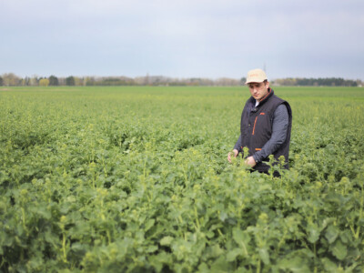 GORDON KWS - hibrid uljane repice