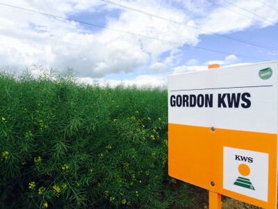 GORDON KWS - hibrid uljane repice