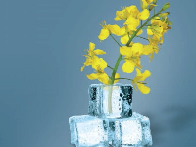 FACTOR KWS - hibrid uljane repice