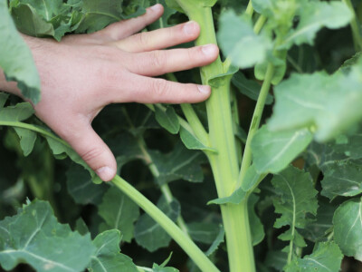 FACTOR KWS - hibrid uljane repice