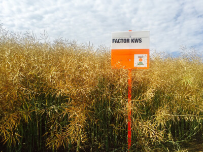 FACTOR KWS - hibrid uljane repice