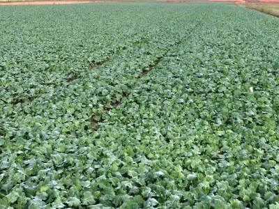 FACTOR KWS - hibrid uljane repice