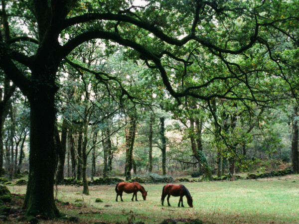 Kupnja šume za sječu od Istre do Slavonije