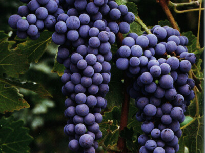Vinske sorte grozdja