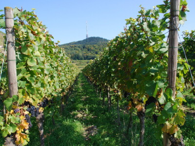 Vinske sorte grozdja