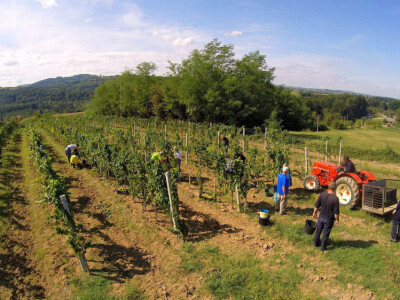 Vinske sorte grozdja