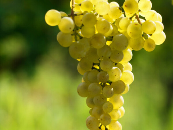 Grozdje za belo vino
