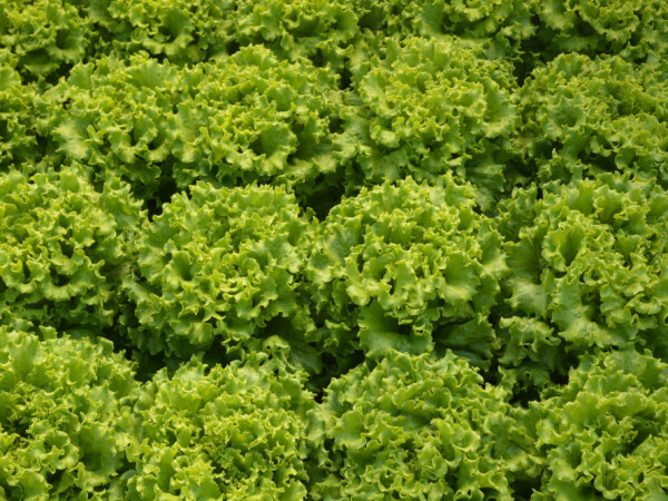 Salata batavia, Lianabel (AS16-133)