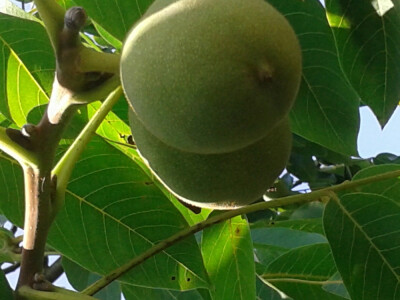 PONUDA VOĆNIH I LOZNIH SADNICA ZA JESEN 2016  / PROLEĆE 2017 GOD.