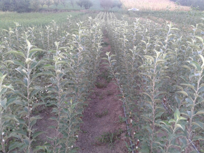 PONUDA VOĆNIH I LOZNIH SADNICA ZA JESEN 2016  / PROLEĆE 2017 GOD.