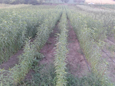 PONUDA VOĆNIH I LOZNIH SADNICA ZA JESEN 2016  / PROLEĆE 2017 GOD.