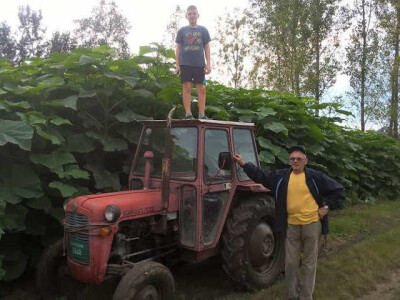 Rasadnik PAULOVNIJE - jednogodisnje sadnice