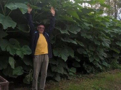 Rasadnik PAULOVNIJE - jednogodisnje sadnice