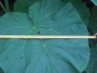 Rasadnik PAULOVNIJE - jednogodisnje sadnice