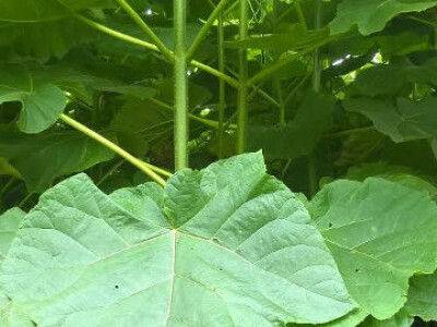 Rasadnik PAULOVNIJE - jednogodisnje sadnice