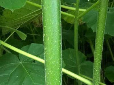 Rasadnik PAULOVNIJE - jednogodisnje sadnice