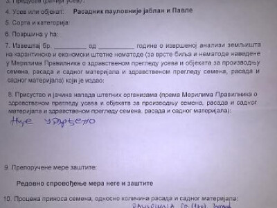 Rasadnik PAULOVNIJE - jednogodisnje sadnice