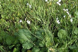 Uljna rotkva (RAUOLA)