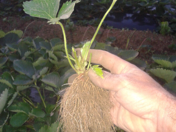 prodaja sadnica jagoda