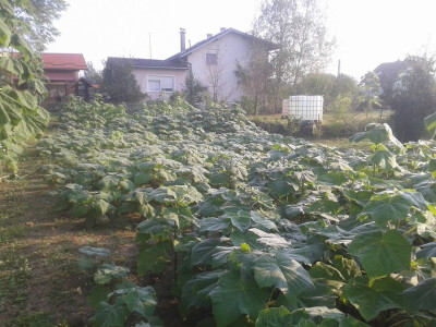 Paulovnije sadnce za jesensku sadnju