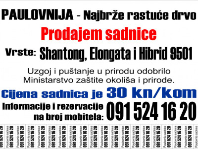 Paulovnije sadnce za jesensku sadnju