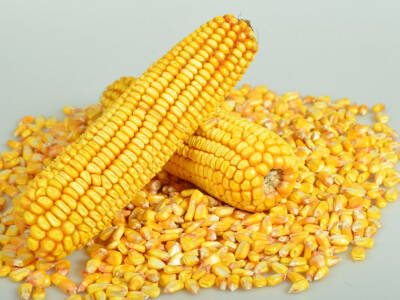 DKC4943 hibrid kukuruza