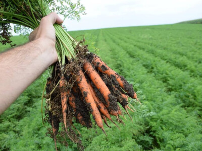 Isprobajte novi hibrid mrkve od Takii-a