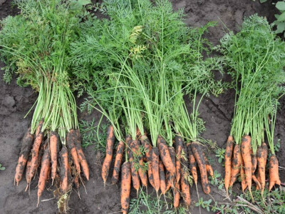 Isprobajte novi hibrid mrkve od Takii-a